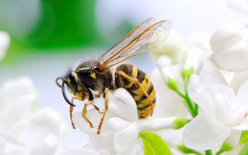 Learn why yellow jackets become more aggressive in the fall in Orlando FL - Heron Home & Outdoor