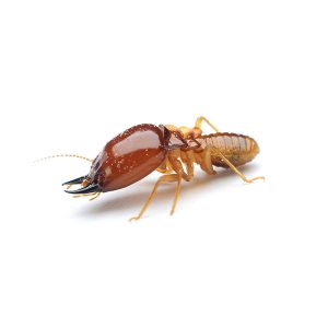 Preventing and controlling Formosan termites in Orlando and Apopka FL - Heron Home & Outdoor