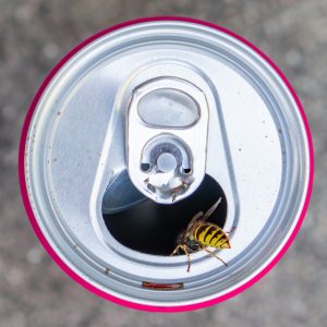 Yellowjacket in soda can in Central Florida - Heron Home & Outdoor