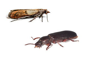 Identifying and controlling indianmeal moths and confused flour beetles in Apopka and Orlando FL - Heron Home & Outdoor
