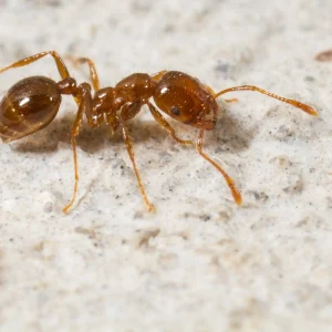 Red imported ant crawling on a rock - keep red imported ants away from your home with Heron home & outdoor in FL