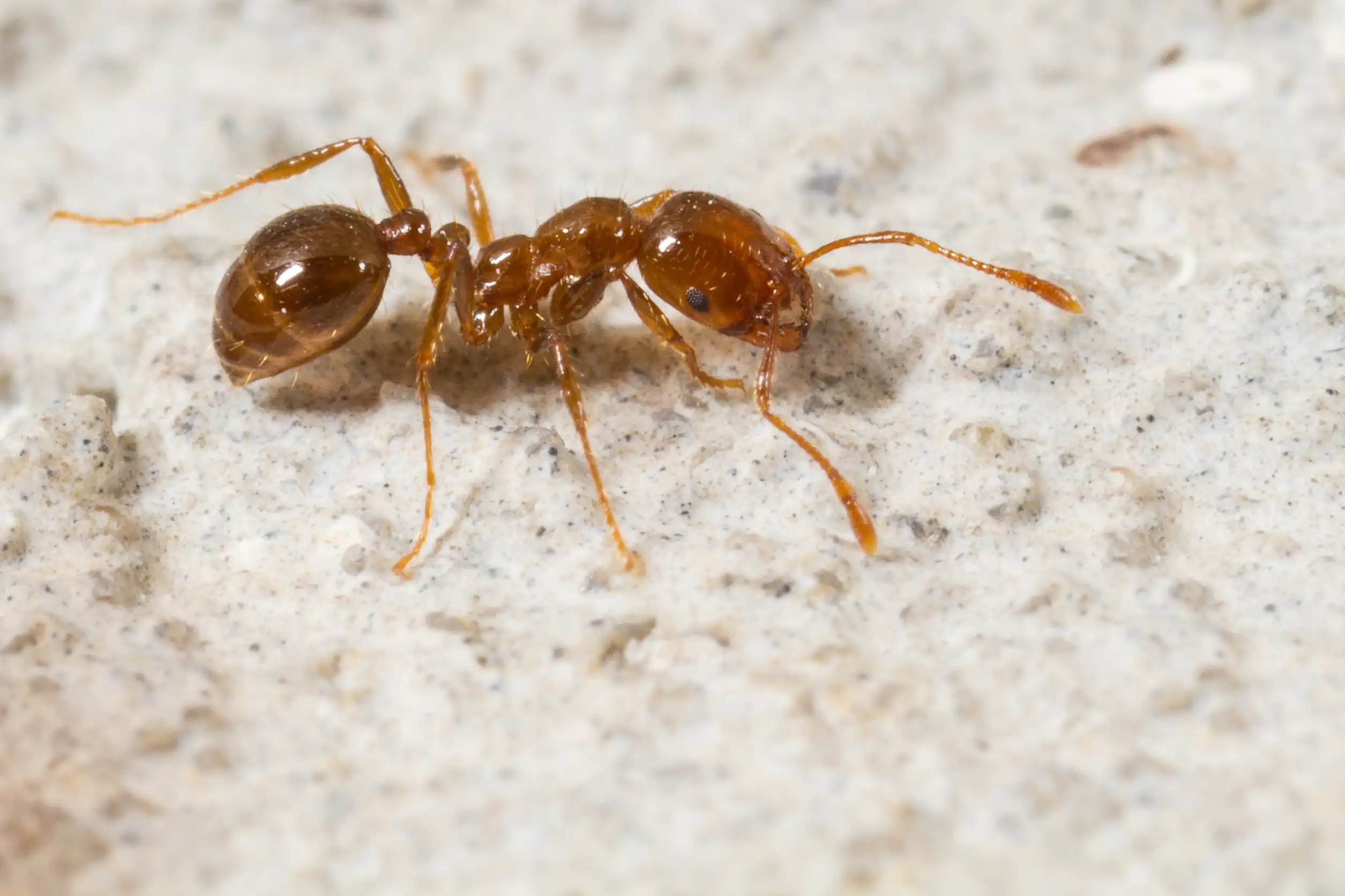 Red imported ant crawling on a rock - keep red imported ants away from your home with Heron home & outdoor in FL