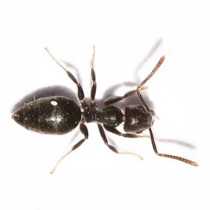 white footed ant on a white background - Keep ants away from your home with Heron home & outdoor in FL