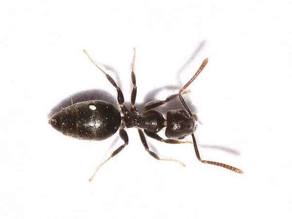 white footed ant on a white background - Keep ants away from your home with Heron home & outdoor in FL