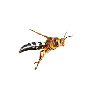 Cicada Killer Wasp