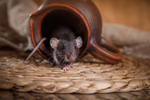 A rodent is one of the many winter pests that may infest your Orlando or Apopka FL home this winter - Heron Home & Outdoor