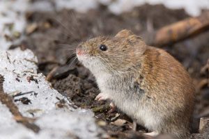 A rodent is one of the many winter pests that may infest your Orlando or Apopka FL home this winter - Heron Home & Outdoor