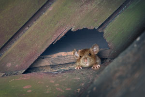 Roof rats can enter through crevices in your Orlando or Apopka FL home - Heron Home & Outdoor