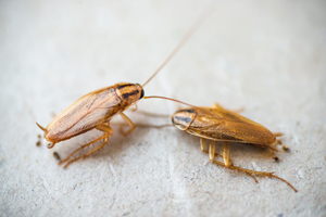 German cockroaches are one of the main roach problems in the Orlando FL area - Heron Home & Outdoor