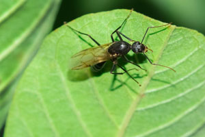 Carpenter ants are often mistaken for termites in central Florida. Learn the difference from Heron Home & Outdoor.