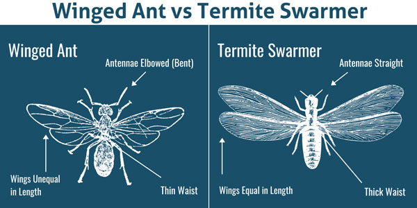 Winged ant vs. Termite in Orlando FL - Heron Home & Outdoor