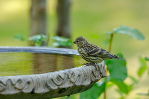 Removing standing water from bird baths is helpful to prevent mosquitoes in Orlando and Apopka FL - Heron Home & Outdoor