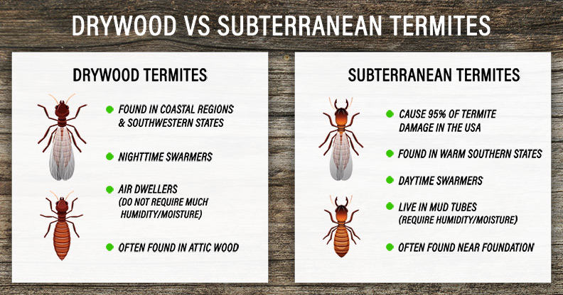Drywood vs. Subterranean Termites in Central Florida - Heron Home & Outdoor