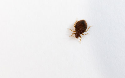 Bed bug facts vs fiction in Orlando and Central FL - Heron Home & Outdoor