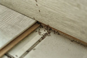 Prevent summer ants in Central Florida - Heron Home & Outdoor