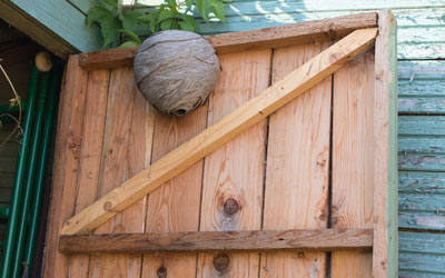 Wasp nest identification tips in Orlando and Apopka FL - Heron Home & Outdoor