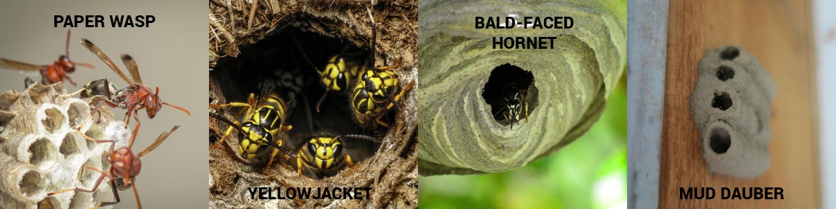 Wasp nest identification guide in Central FL - Heron Home & Outdoor