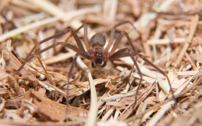 Brown recluse spiders are one oe two more dangerous spiders in Central Florida - Heron Home & Outdoor