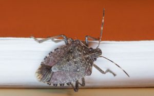 Stink bugs are common fall invaders in Orlando and Apopka FL - Heron Home & Outdoor