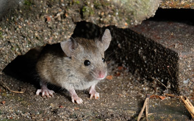 Differences between mice and rats in Apopka FL - Heron Home & Outdoor