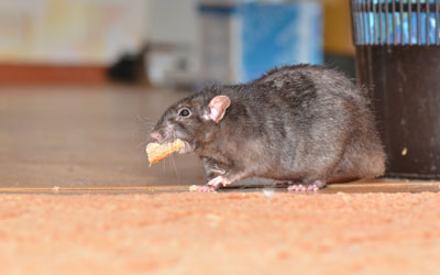 Rodents are infesting Central FL homes during the pandemic - Heron Home & Outdoor