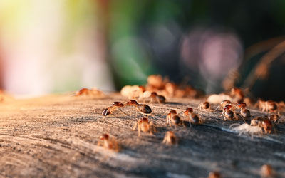 Termites can infest Central Florida homes in the fall and winter - Heron Home & Outdoor