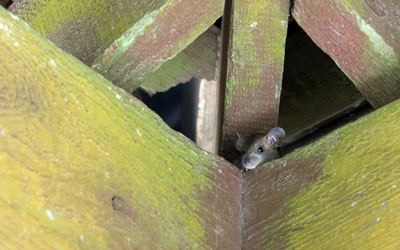 Rodents are a common pest in the attic in Central FL - Heron Home & Outdoor