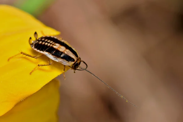 Asian Cockroach