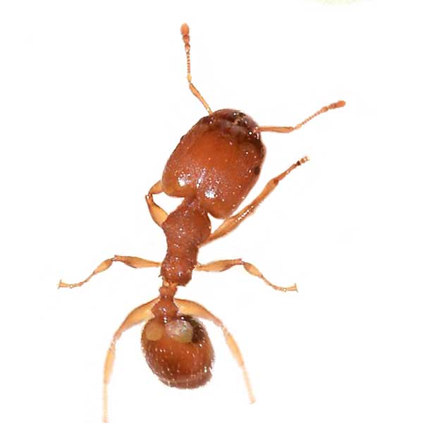 Big headed ant identification in Central FL - Heron Home & Outdoor