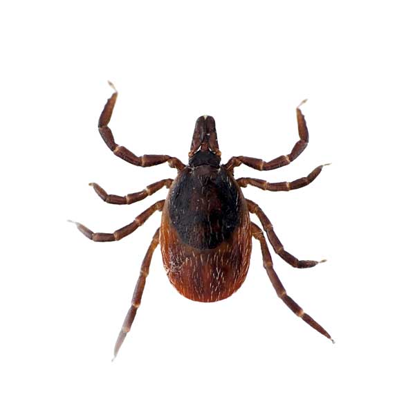 Blacklegged tick in Central Florida - Heron Home & Outdoor