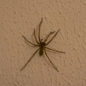 Funnel weaver spider climbing up a wall - Keep spiders out of your home with Heron home & outdoor in FL