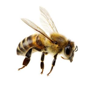 Honey bee identification in Central FL - Heron Home & Outdoor