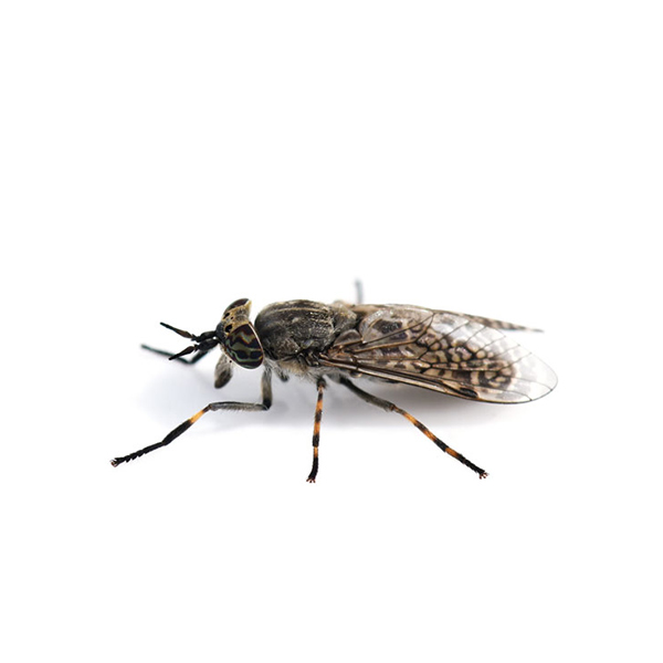 Horse fly identification in Central Florida - Heron Home & Outdoor