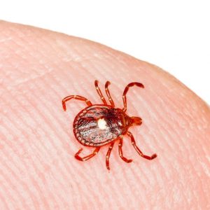 Lone star tick identification in Central FL - Heron Home & Outdoor