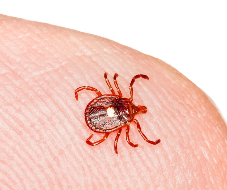 Lone star tick identification in Central FL - Heron Home & Outdoor