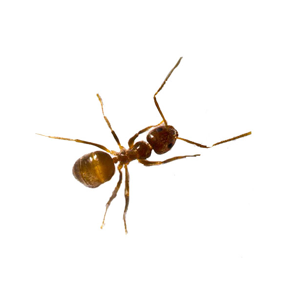 Tawny crazy ant identification in central FL - Heron Home & Outdoor