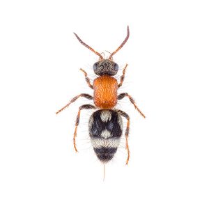 Velvet ant wasp identification in central FL - Heron Home & Outdoor
