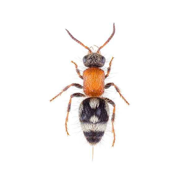 Velvet ant wasp identification in central FL - Heron Home & Outdoor