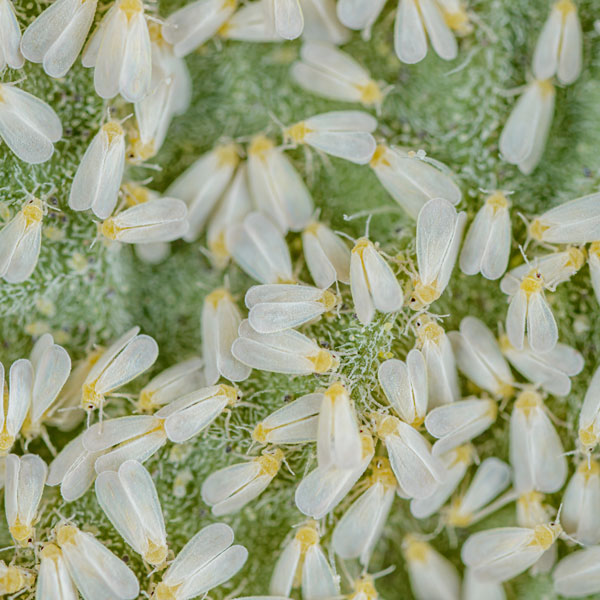 Whitefly identification in central FL - Heron Home & Outdoor