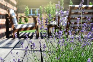 Best Plants to Keep Mosquitoes Away in Florida: Top Natural Defenders 4 Best Plants to Keep Mosquitoes Away in Florida: Top Natural Defenders