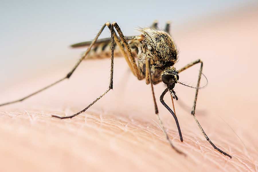 Mosquito Prevention in Central Florida - Heron Home & Outdoor