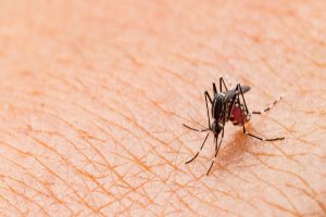 Do mosquitoes bite in Central Florida - Heron Home & Outdoor