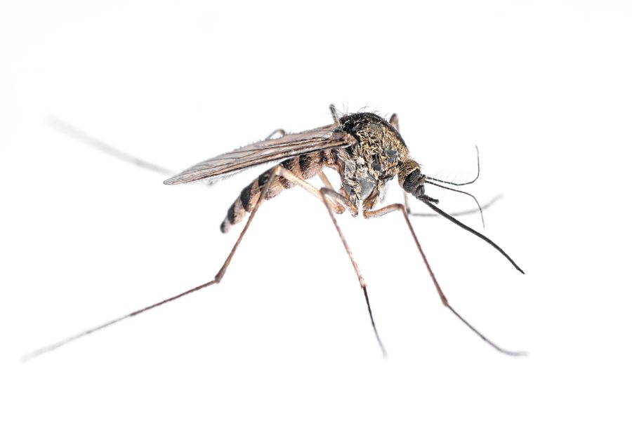 What do mosquitoes look like in Central Florida - Heron Home & Outdoor