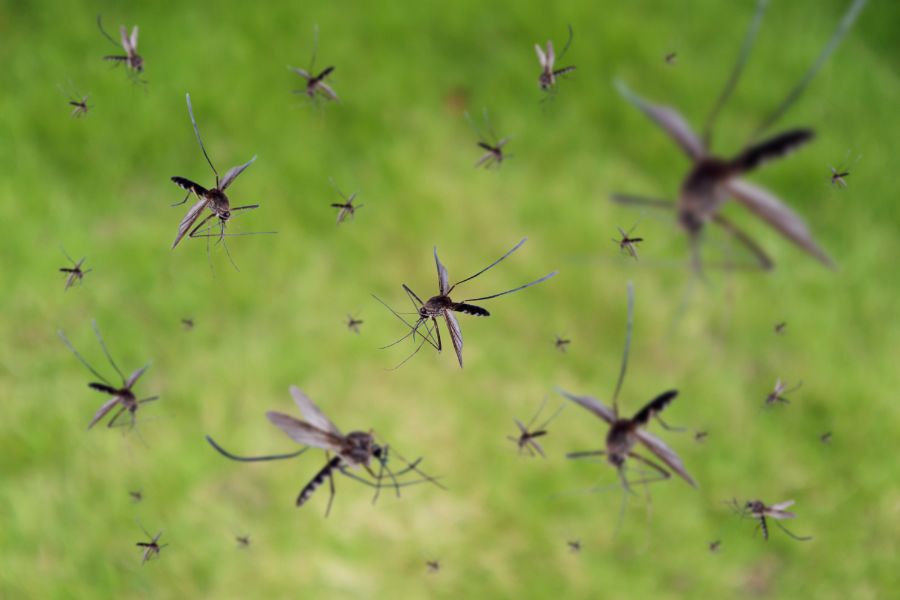 What attracts mosquitoes in Central Florida - Heron Home & Outdoor