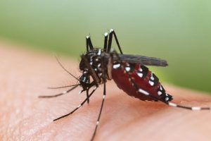 Can mosquitoes transmit HIV or AIDS in Central Florida - Heron Home & Outdoor
