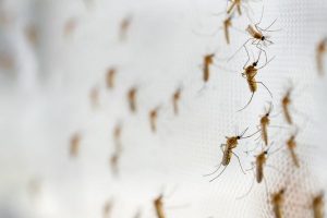 Where do Mosquitoes Breed in Central Florida - Heron Home & Outdoor