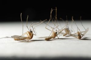 What is the lifespan of a mosquito in Central Florida - Heron Home & Outdoor