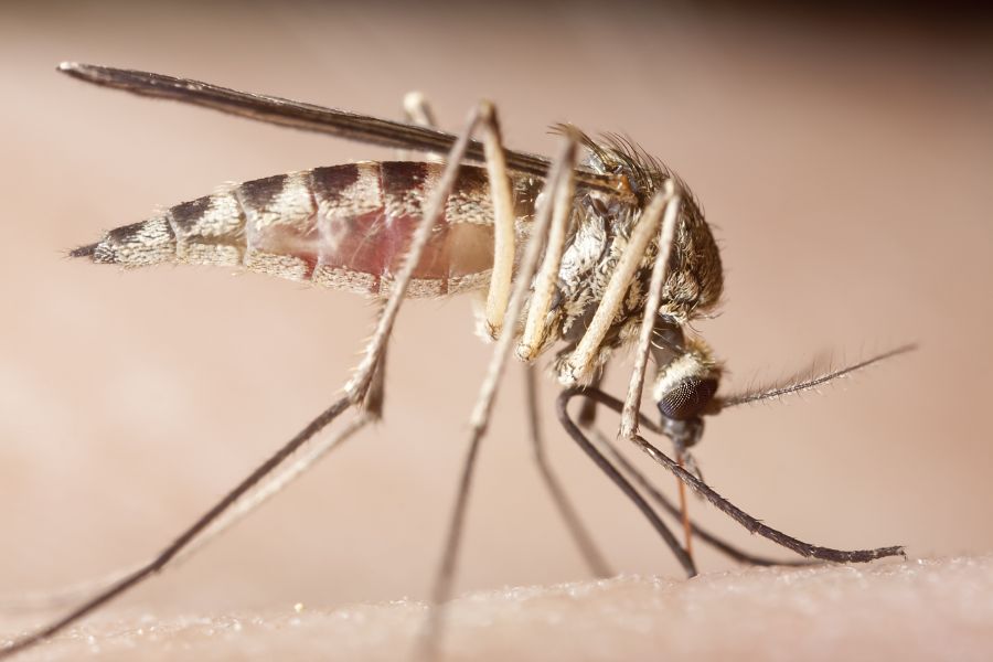 What diseases do mosquitoes spread? - Heron Home & Outdoor in Central Florida