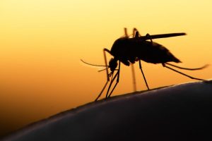 Are Mosquitoes Attracted to Light Mosquito Lights in Central