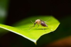 What do mosquitoes eat in Central Florida - Heron Home & Outdoor
